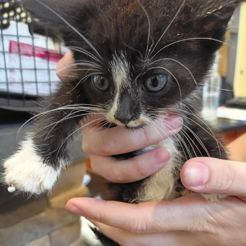 A baby small-sized female Black Domestic Short Hair cat named Oceania for adoption in Lynchburg, VA