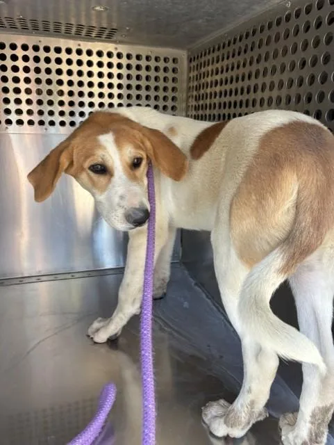A baby large-sized male Great Pyrenees dog named Pete for adoption in Mesa, AZ