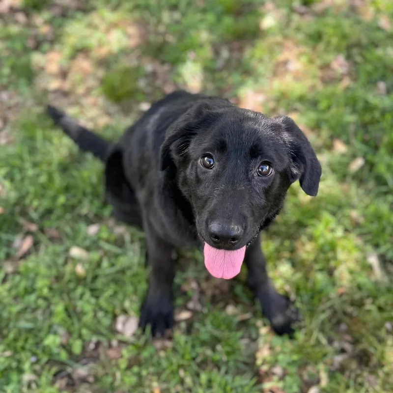 A young medium-sized female Black Labrador Retriever dog named Lulu for adoption in Brownsboro, AL