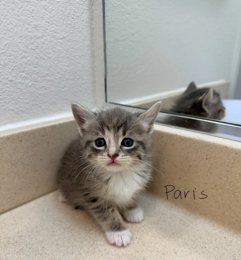 A baby small-sized female Domestic Short Hair cat named Paris for adoption in Long Beach, CA