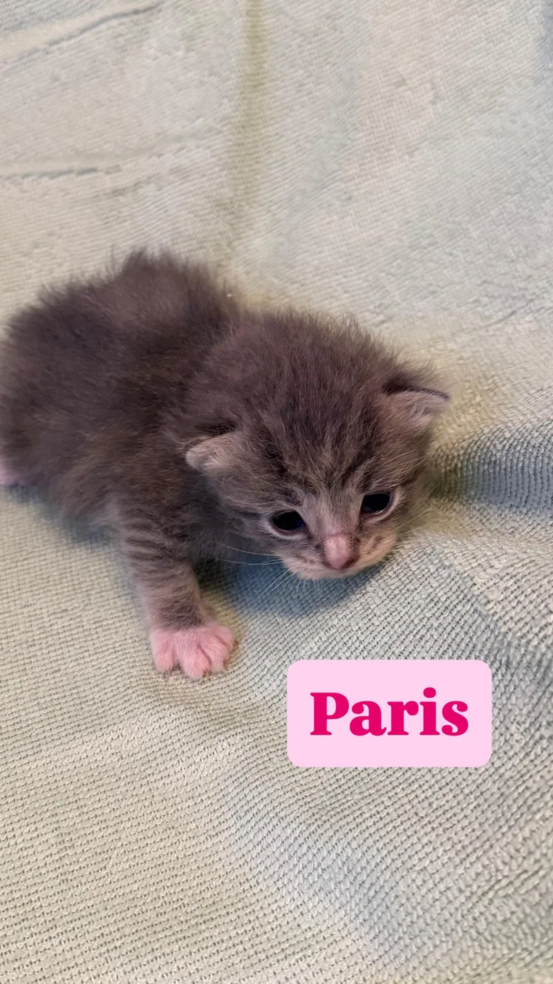 Paris thumbnail 3