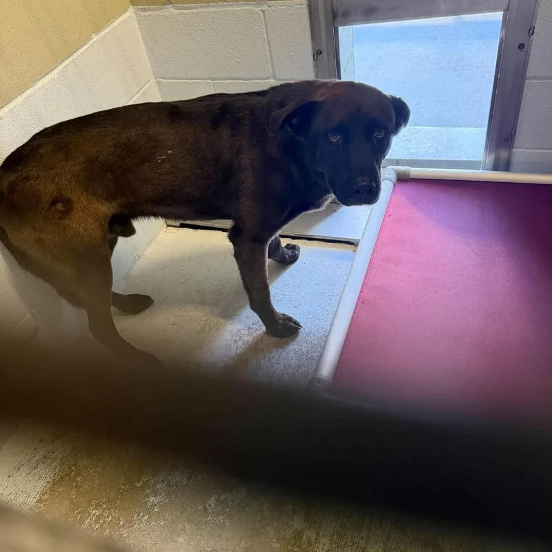 An adult large-sized male Shepherd dog named Gus for adoption in Bastrop, TX
