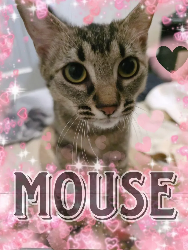Mouse