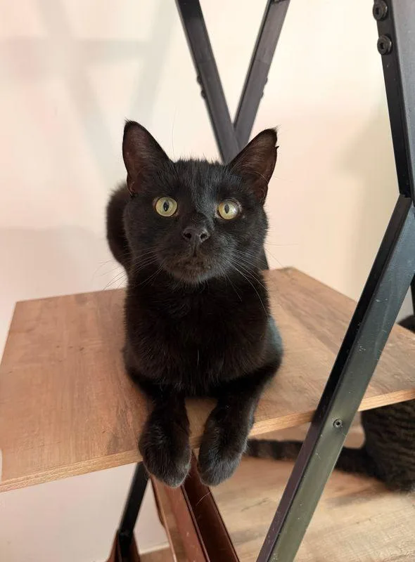 An adult medium-sized male Black Domestic Short Hair cat named Rabbit for adoption in New York, NY