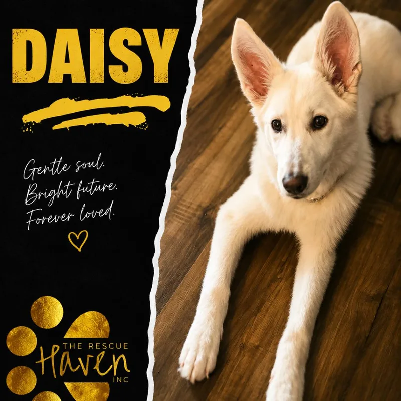 A young large-sized female White / Cream Husky dog named Daisy for adoption in Farmersville, OH