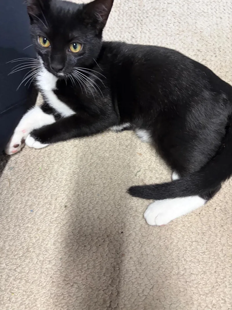 A young medium-sized male Domestic Short Hair cat named Cooper & River for adoption in Maple Shade, NJ