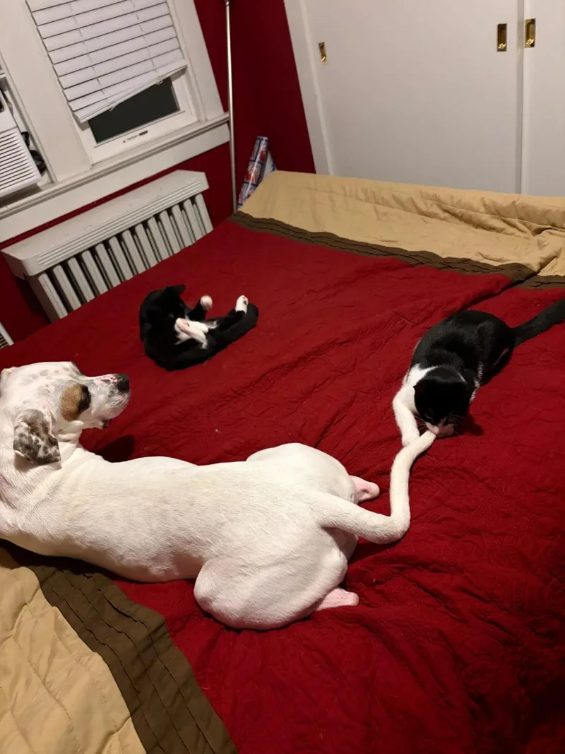 Cooper & River thumbnail 4