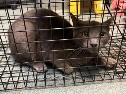 An adult medium-sized female Domestic Short Hair cat named Heidi  Working Cat for adoption in Fairfax, VA