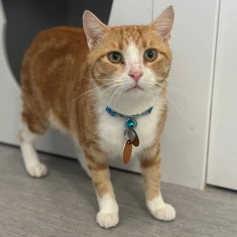 An adult large-sized male Orange / Red Domestic Short Hair cat named H Tyger for adoption in Port Washington, NY
