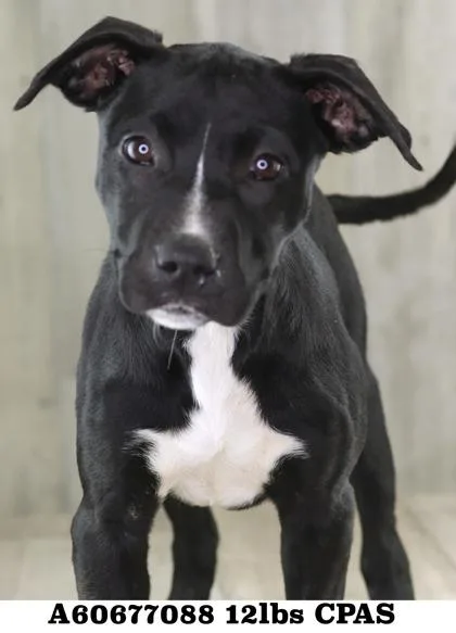 An adult small-sized female Terrier dog named Dauphine for adoption in Shreveport, LA