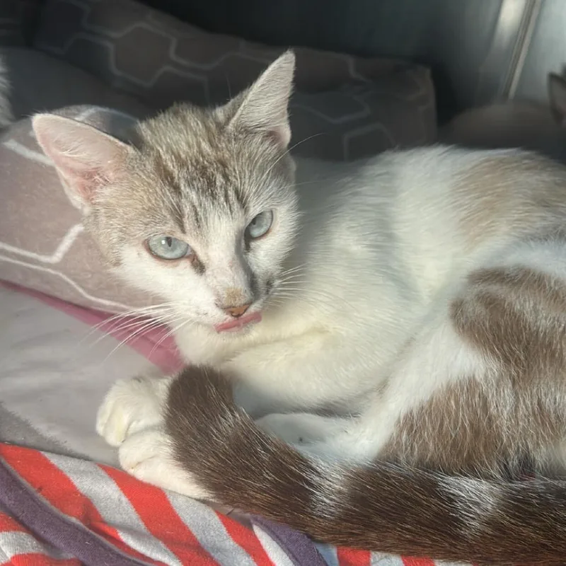 An adult medium-sized female Domestic Short Hair cat named Annie for adoption in San Antonio, TX