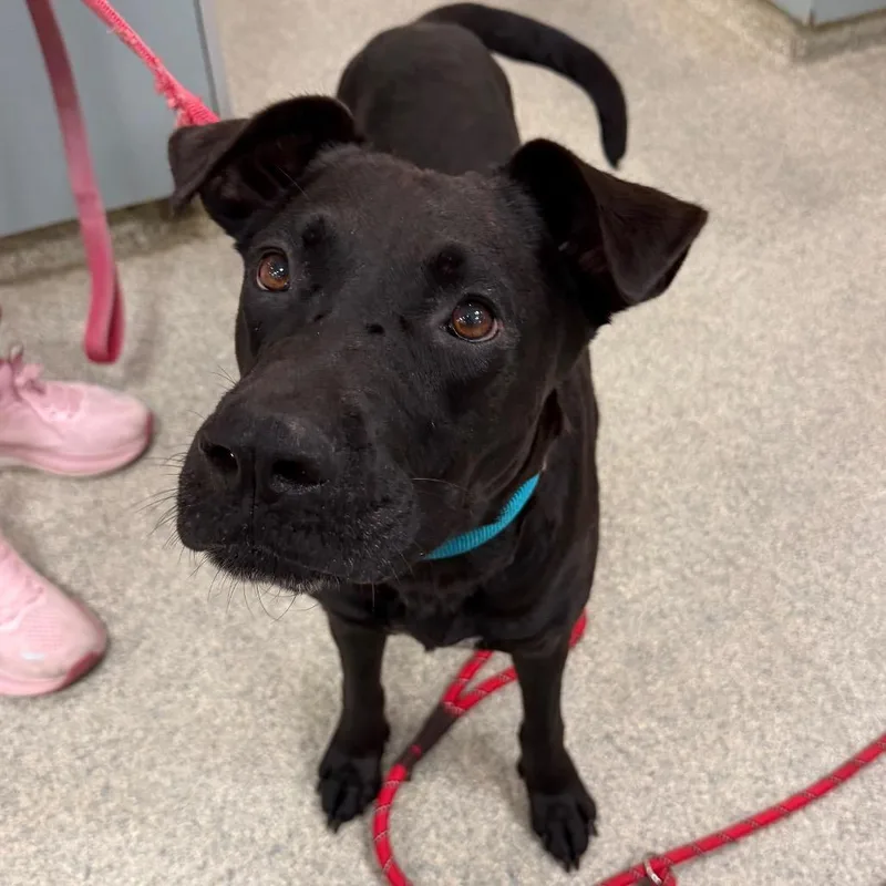 An adult large-sized female Mixed Breed dog named Locket for adoption in Jacksonville, FL