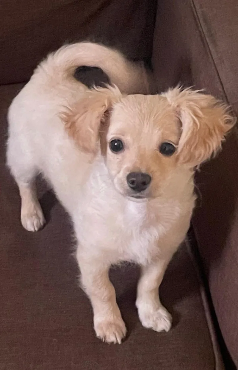 A baby small-sized female White / Cream Maltipoo dog named Baby for adoption in Agua Dulce, CA