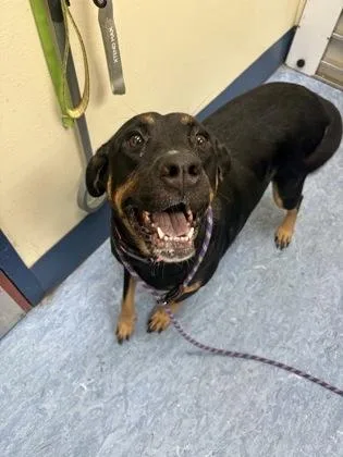 An adult large-sized female Bicolor Mixed Breed dog named Wanda for adoption in Charleston, SC