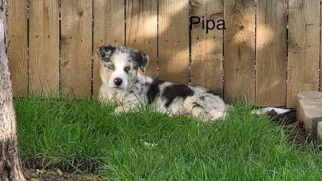 Pippa
