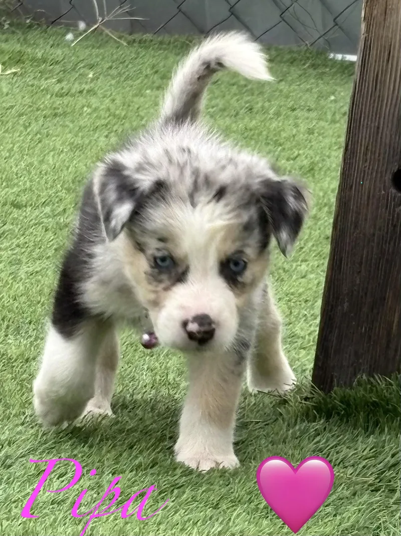 Pippa thumbnail 2