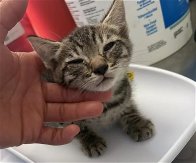 A baby small-sized male Domestic Short Hair cat named Chuckie for adoption in San Bernardino, CA