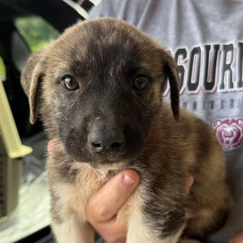 A baby medium-sized male Brindle Border Collie dog named Rascal for adoption in Overland Park, KS