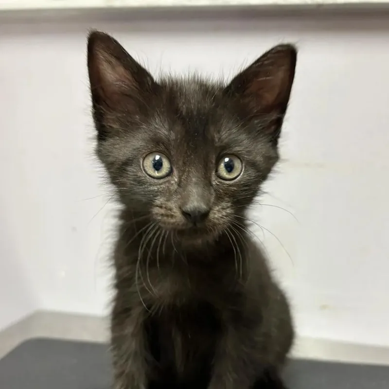 A baby small-sized male Black Domestic Short Hair cat named Turtle for adoption in South Elgin, IL
