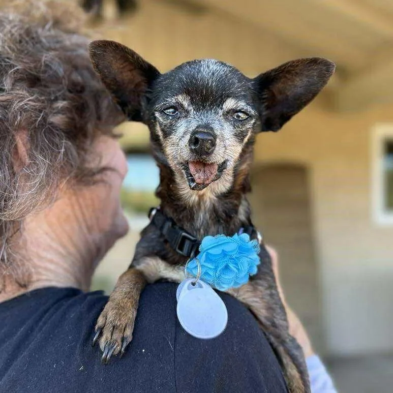 A senior small-sized female Black Chihuahua dog named Revlon for adoption in Ramona, CA