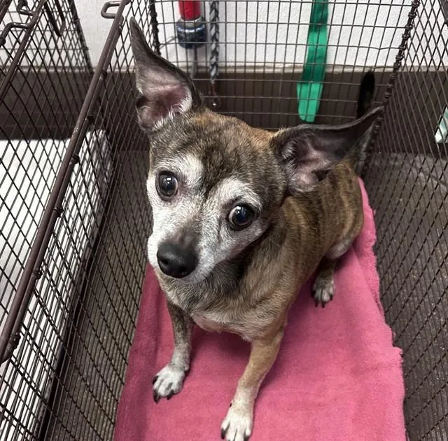 A senior small-sized male Chihuahua dog named Joe for adoption in Tucson, AZ