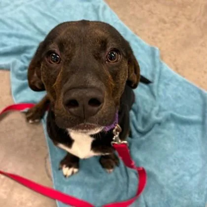 An adult medium-sized male Hound dog named Gus Gus for adoption in Voorhees, NJ