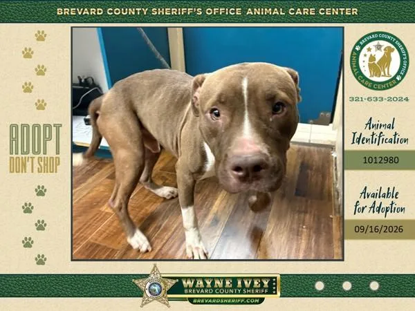 An adult large-sized male Mixed Breed dog named Chico for adoption in Melbourne, FL