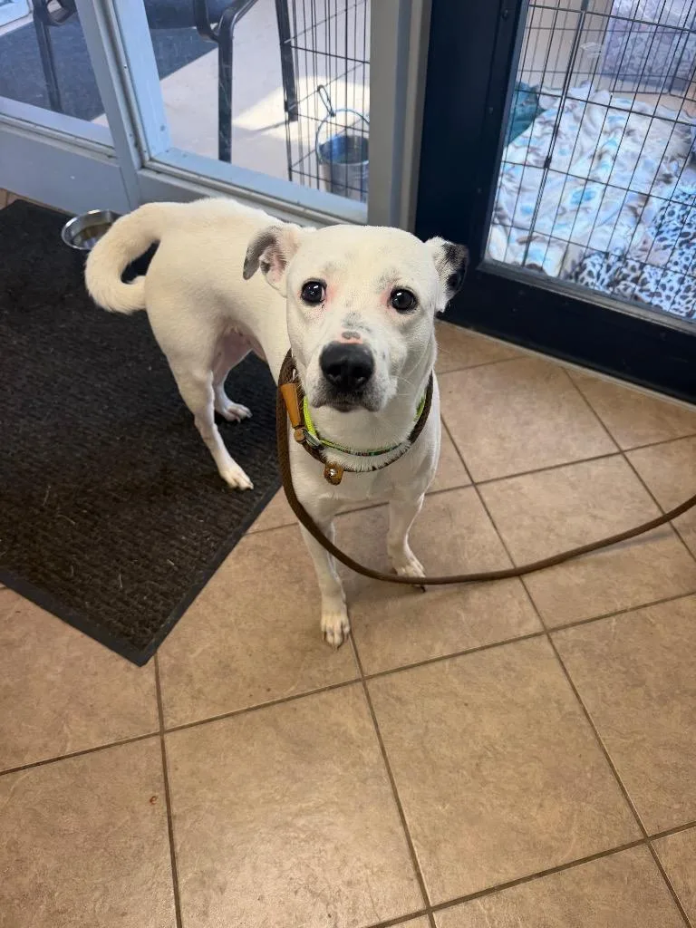 A young medium-sized male Pit Bull Terrier dog named Unknown Park Street for adoption in Marion, OH