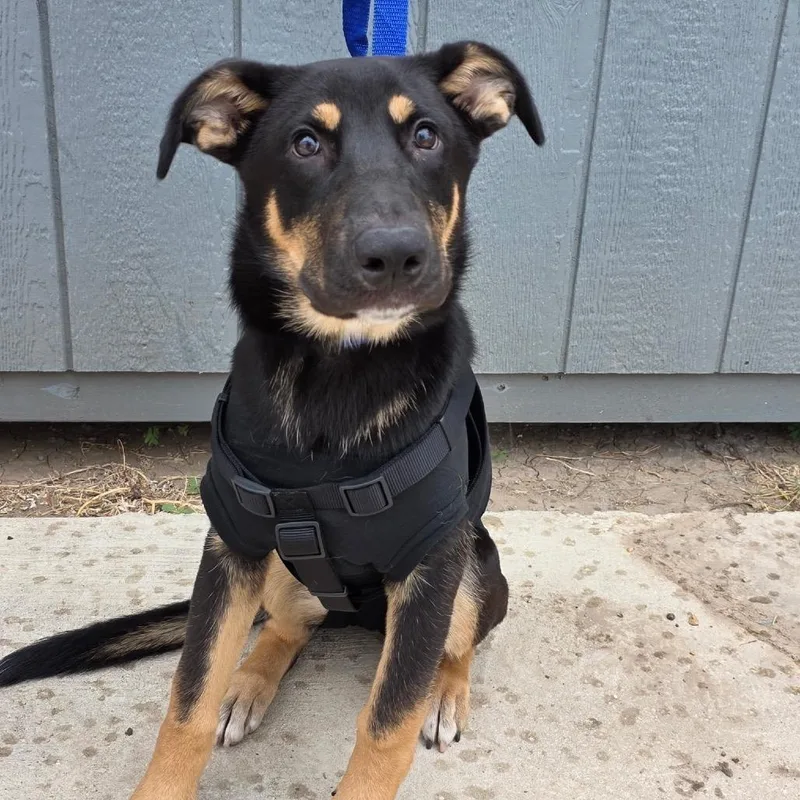A baby medium-sized female Black German Shepherd Dog dog named Artemis for adoption in Boerne, TX