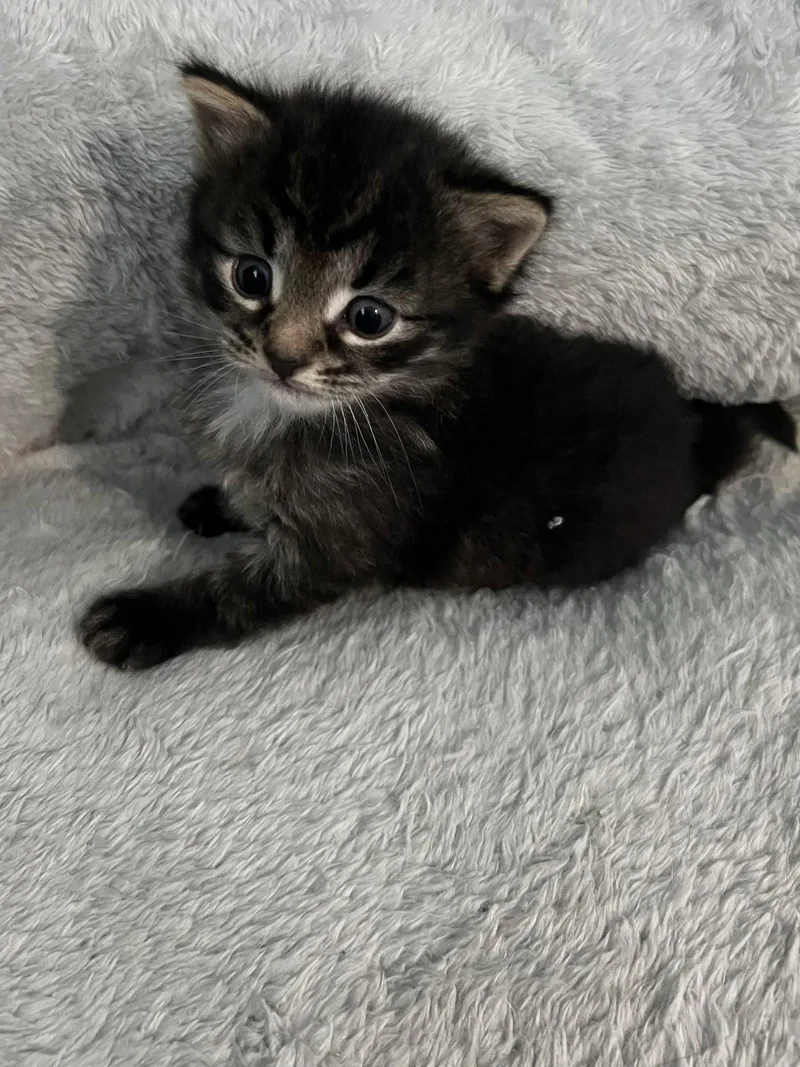 A baby medium-sized male Domestic Short Hair cat named Menelaus for adoption in Trenton, NJ