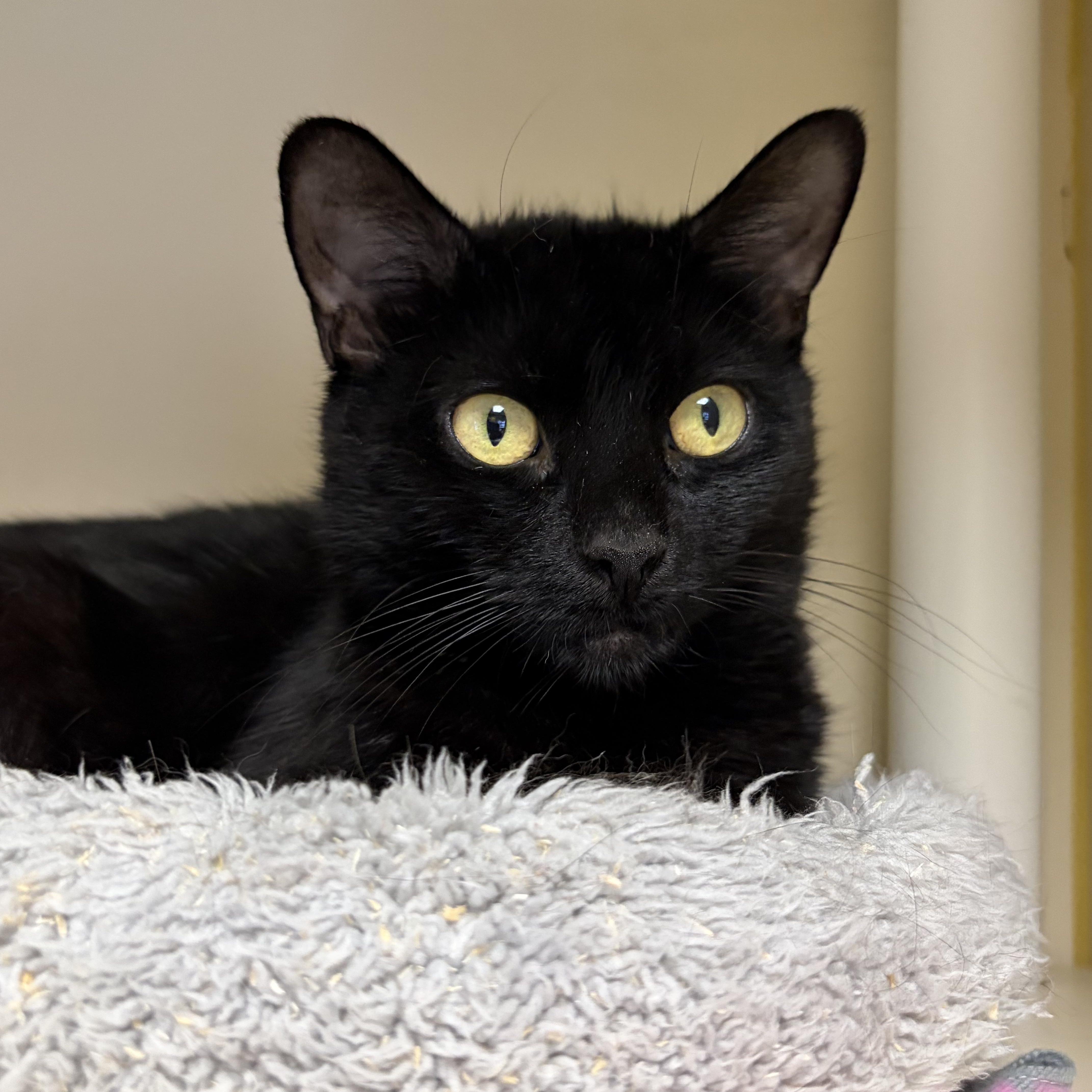 An adult medium-sized female Black Domestic Short Hair cat named Esther for adoption in Somerset, NJ