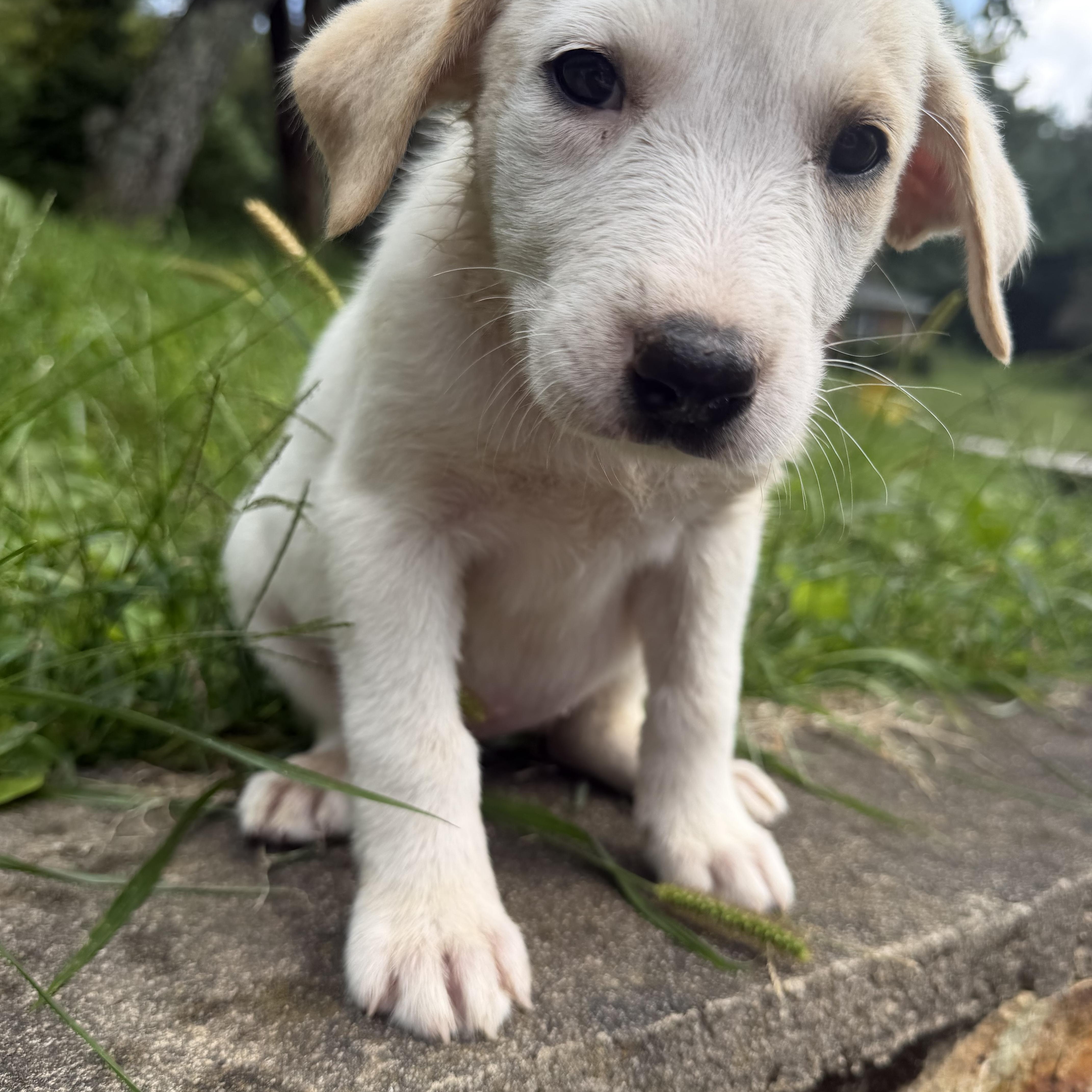A baby large-sized female Great Pyrenees dog named Miley for adoption in Copper Hill, VA