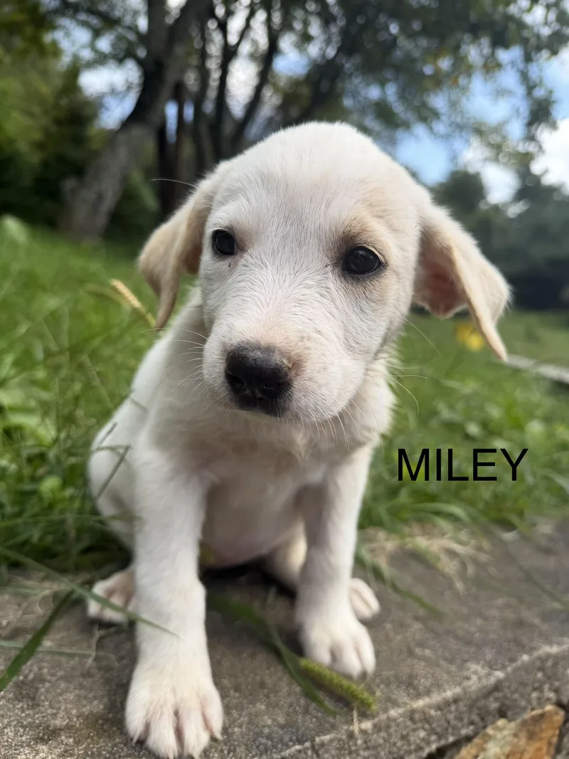 Miley thumbnail 2