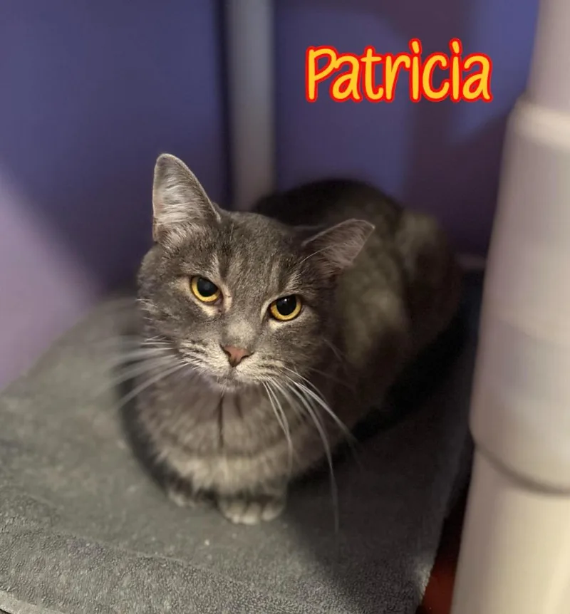 Patricia thumbnail 5