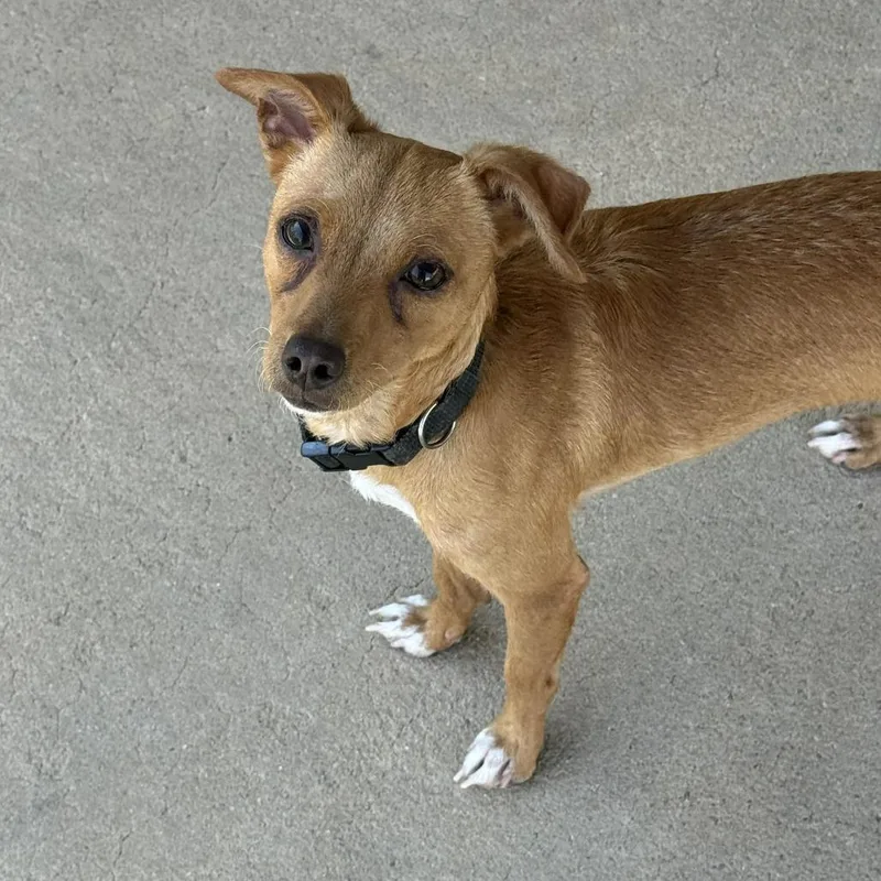 Chico thumbnail 3