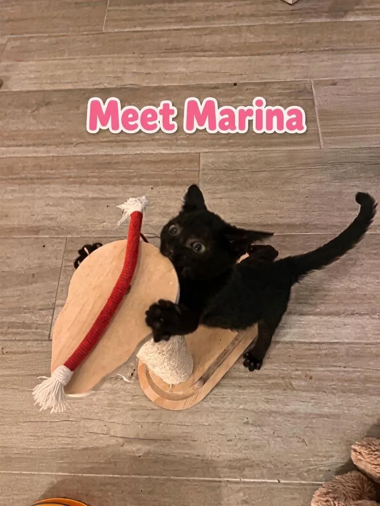 A baby large-sized female Domestic Short Hair cat named Marina for adoption in Fort Myers, FL