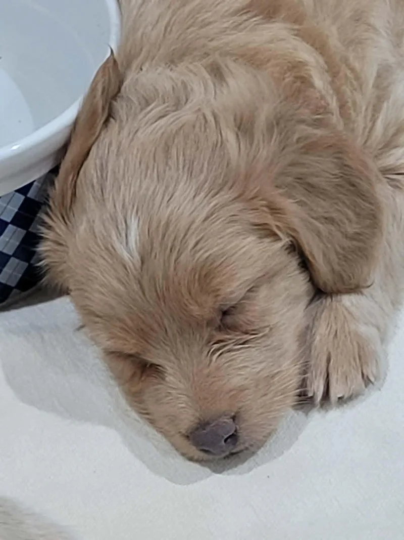 Teddy