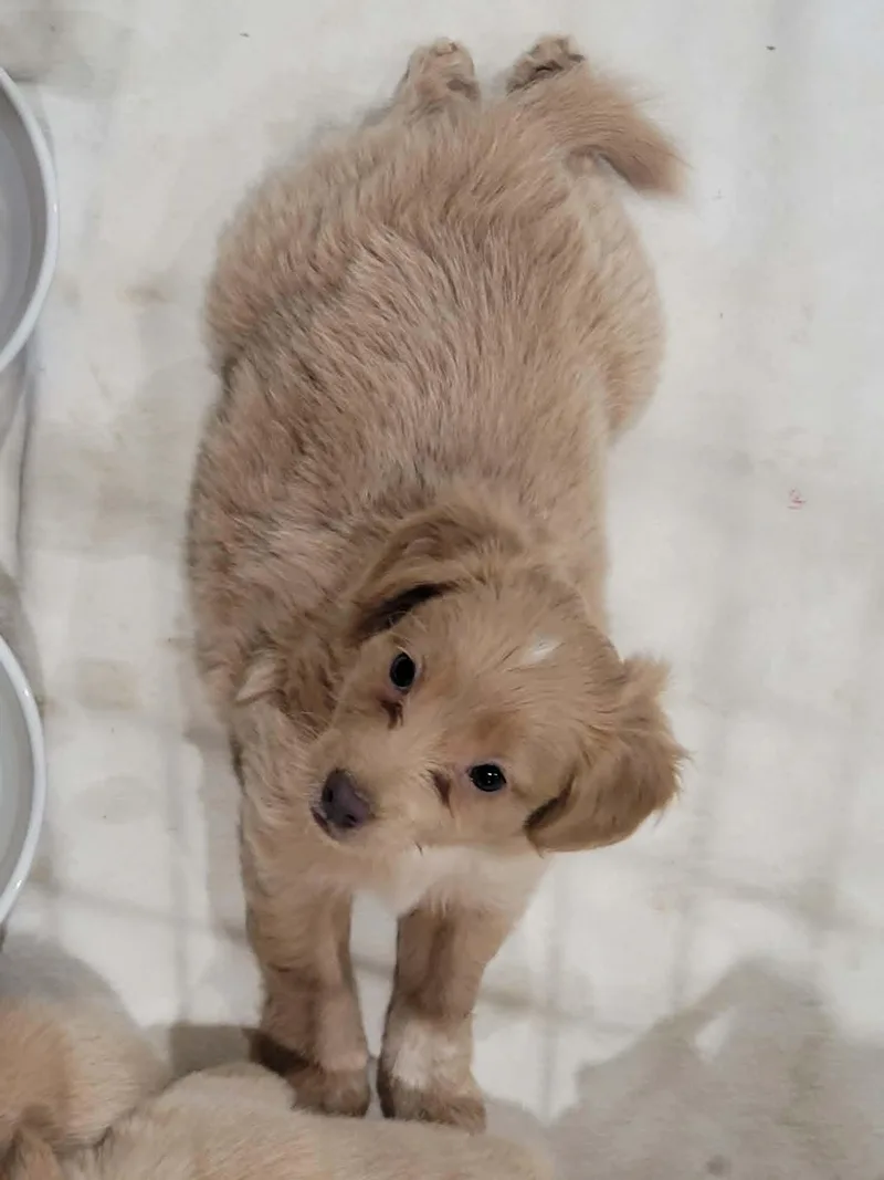 Teddy thumbnail 5
