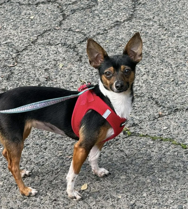 A young small-sized female Bicolor Miniature Pinscher dog named Rainbow for adoption in Fresno, CA