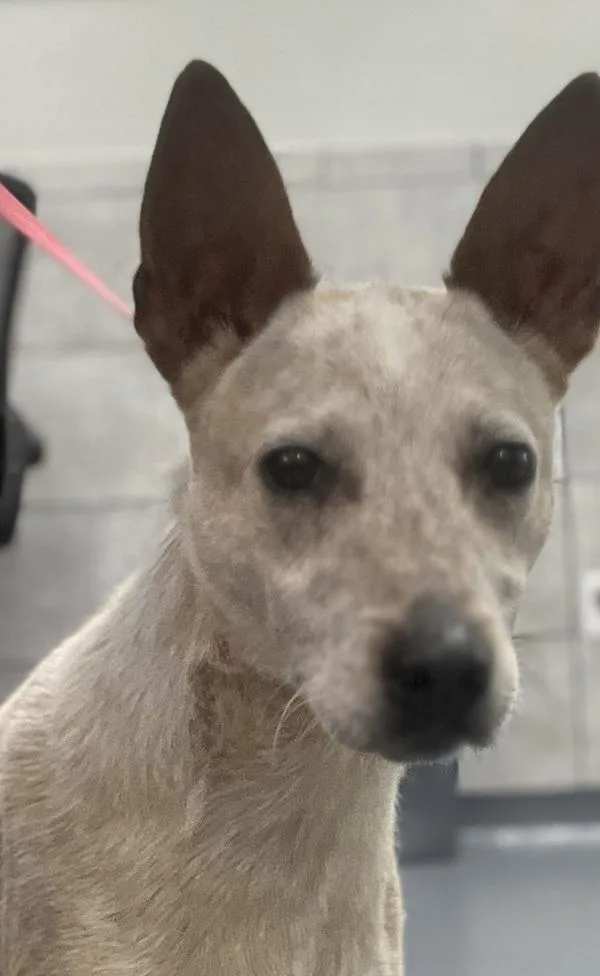 A young medium-sized male Australian Cattle Dog / Blue Heeler dog named Howard for adoption in Canton, GA