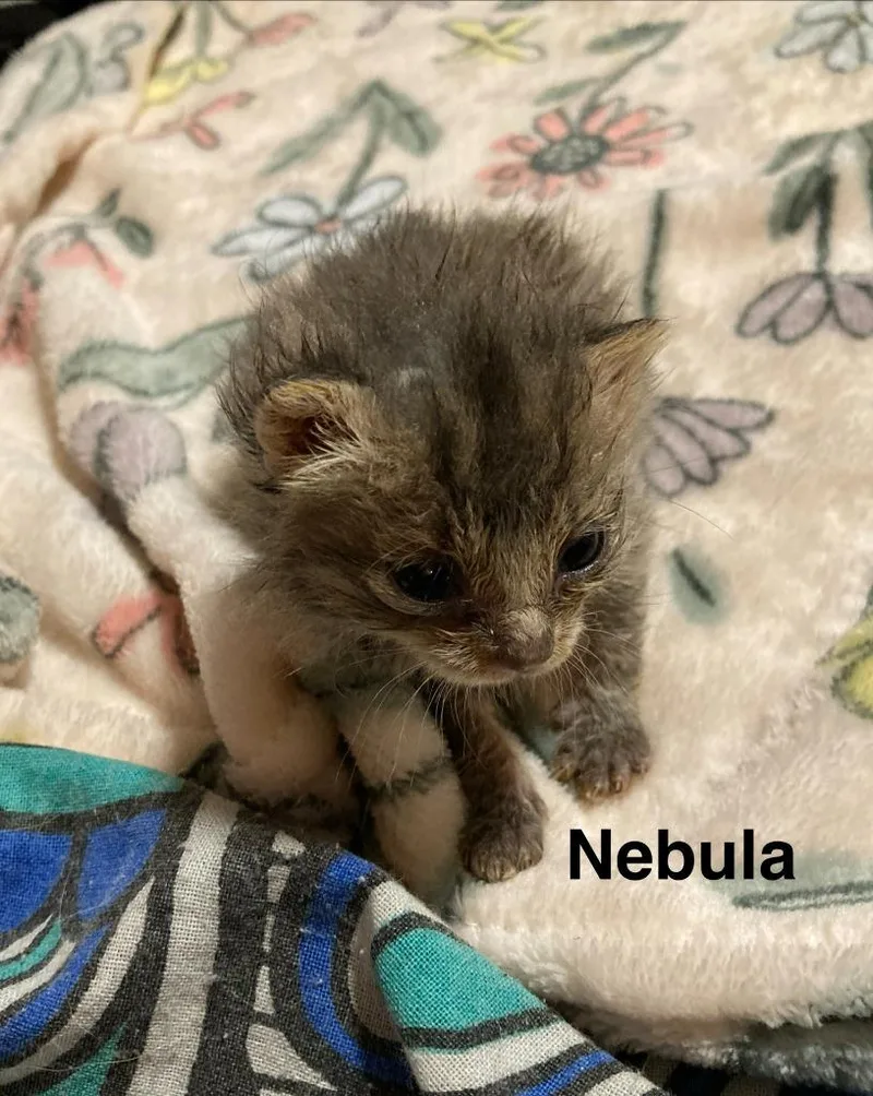 A baby medium-sized female Domestic Short Hair cat named Nebula for adoption in Johnson City, TN
