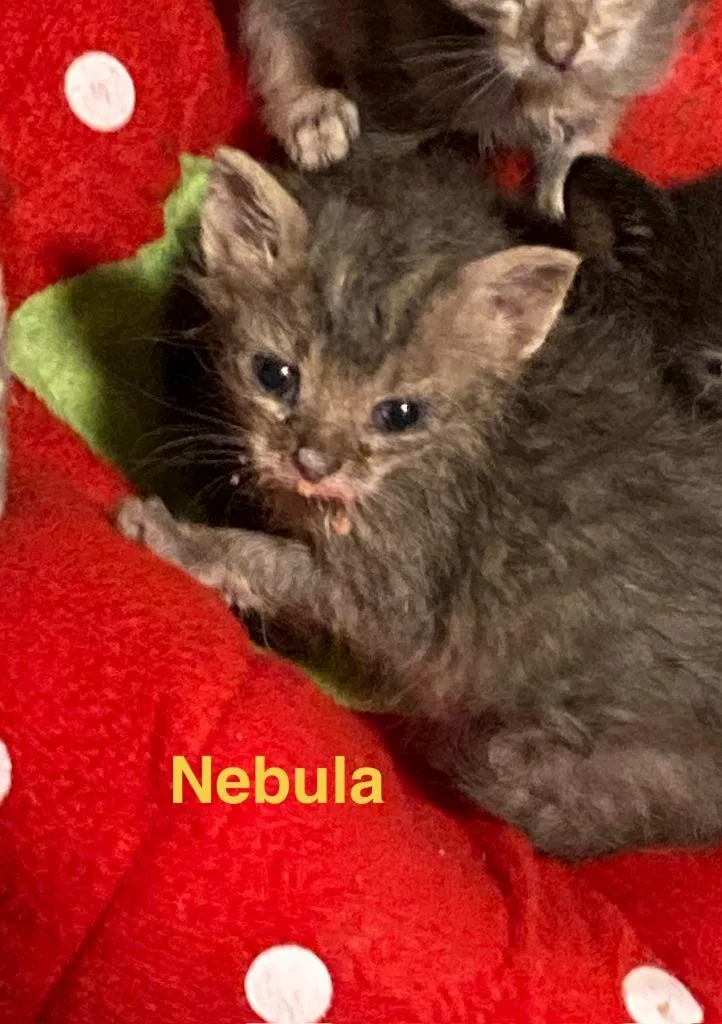 Nebula thumbnail 2