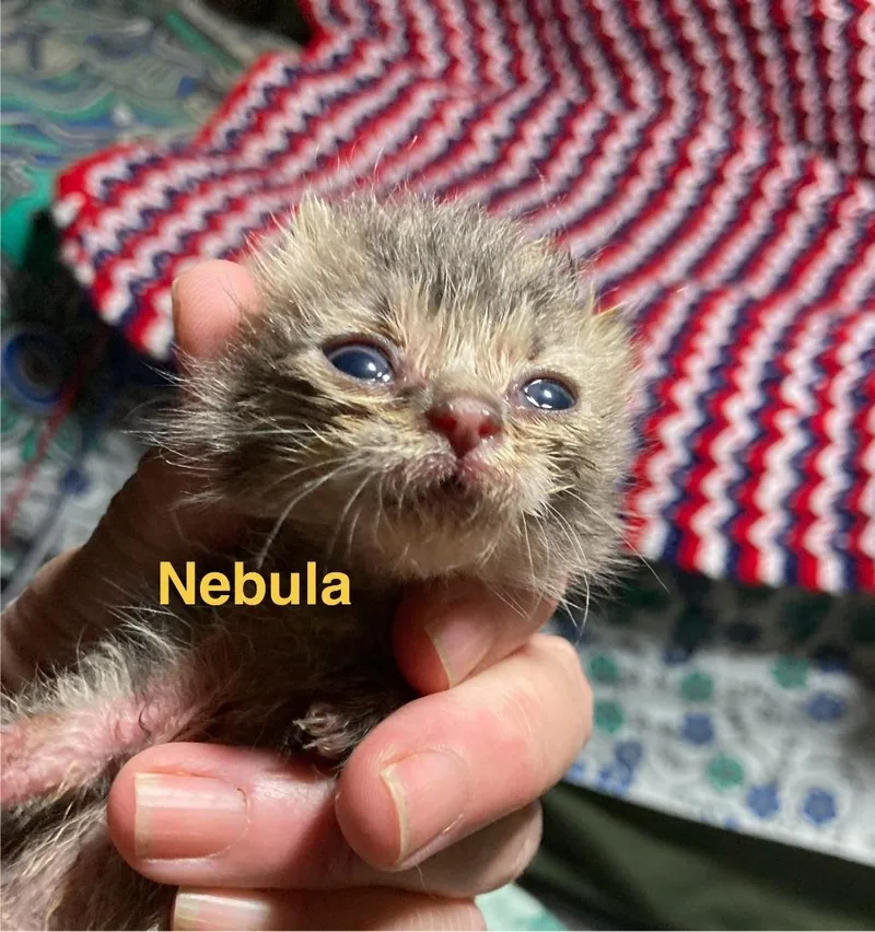 Nebula thumbnail 4