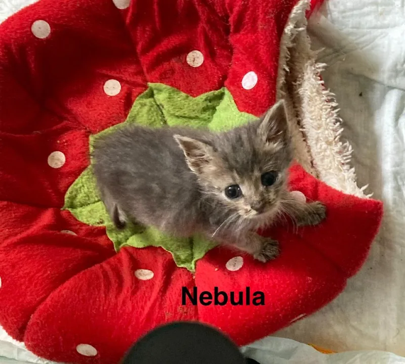 Nebula thumbnail 6