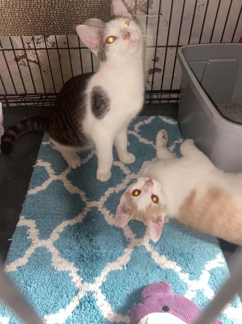 A young medium-sized male American Shorthair cat named Boo & Biscuit for adoption in Brownsville, PA