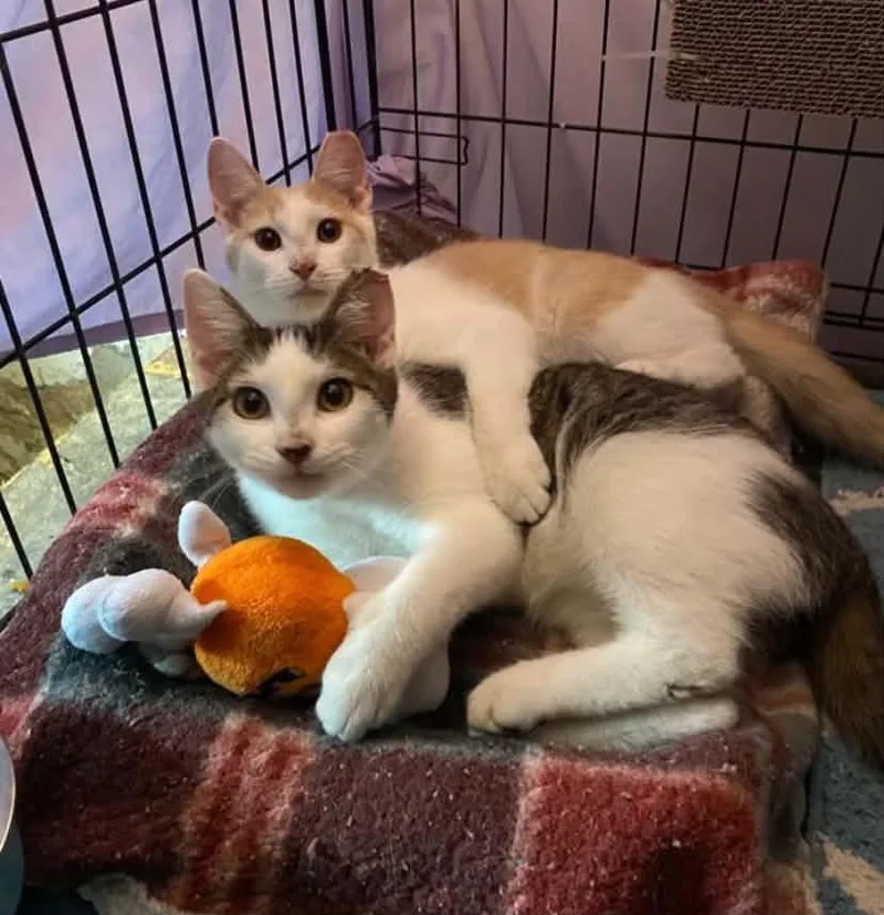 Boo & Biscuit thumbnail 2