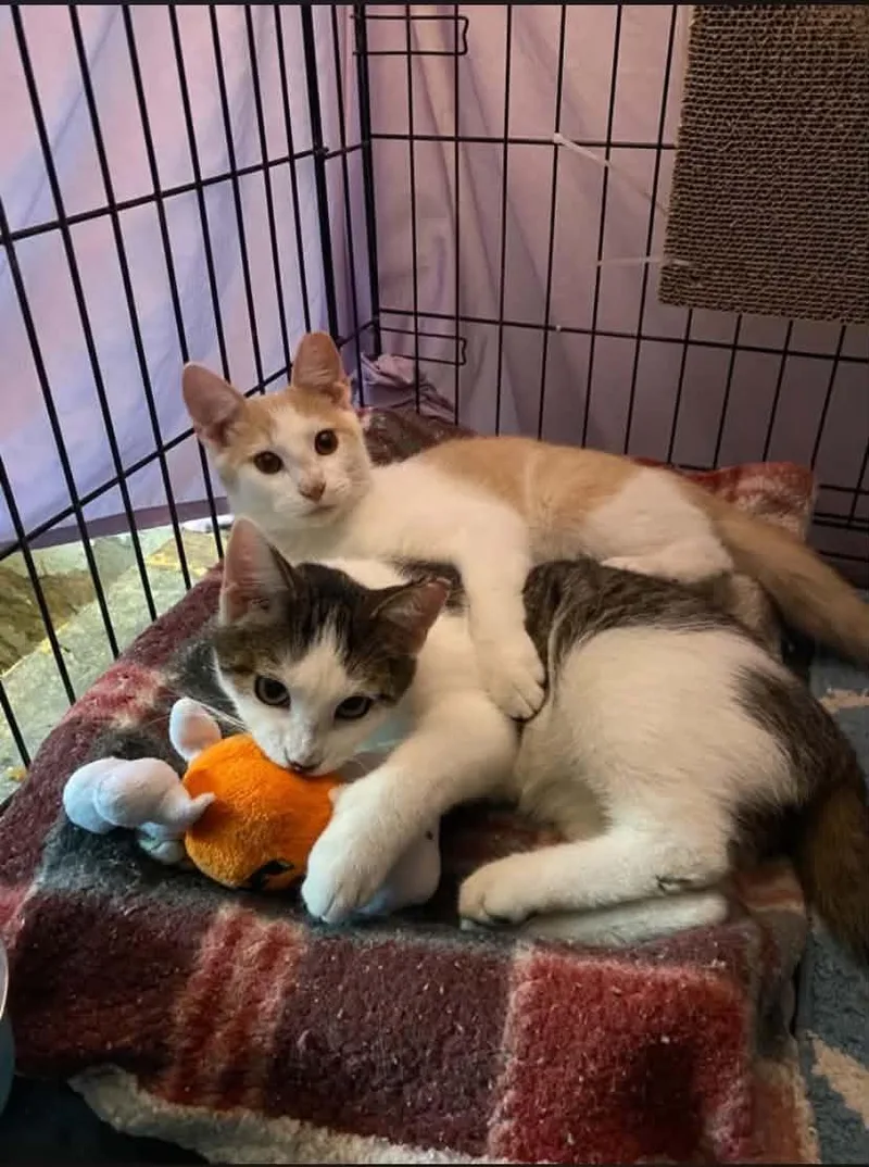 Boo & Biscuit thumbnail 3