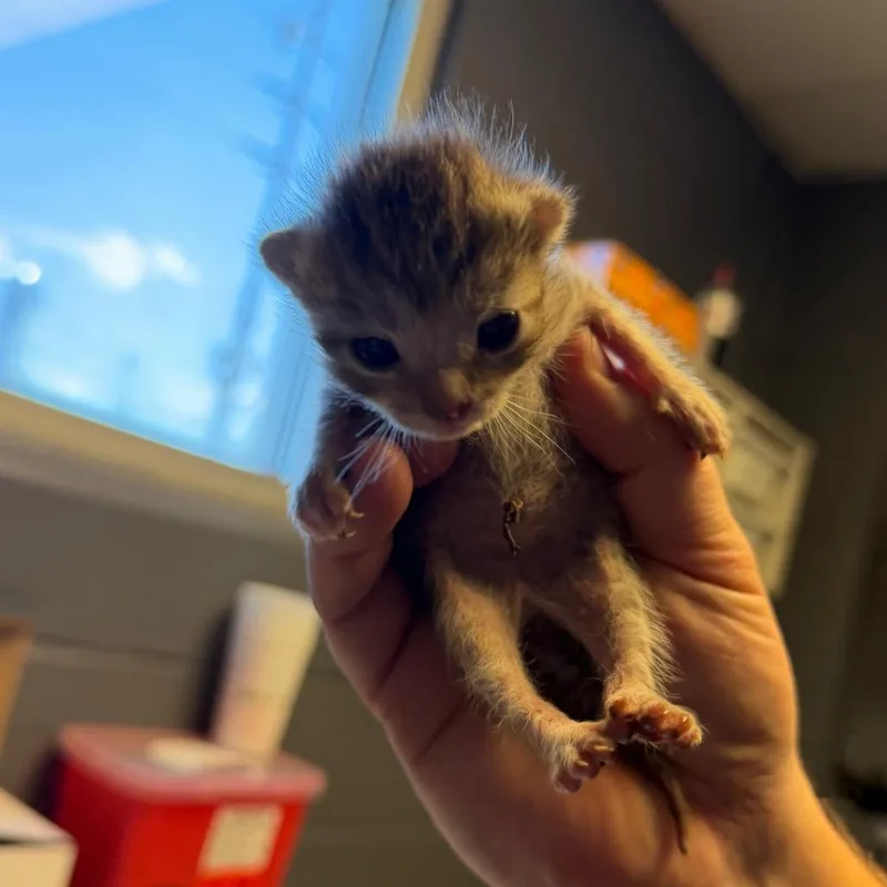 Tuscstray_