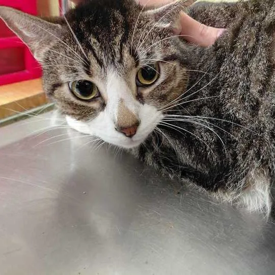An adult small-sized male Brown / Chocolate Domestic Short Hair cat named Unknown_ for adoption in Perkiomenville, PA