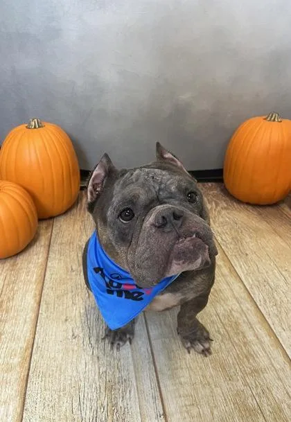 An adult small-sized female American Bully dog named Thumbalina for adoption in Portland, ME